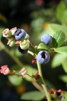 My 1st blueberries