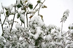 Snow or Cotton Plant??