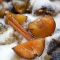 Plums, Sugar & Cinnamon: a Beginning