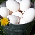 Eggs in a Bucket