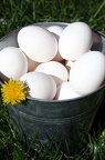 Eggs in a Bucket