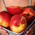 Nectarines